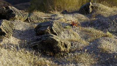 brown leather bag on gray rock